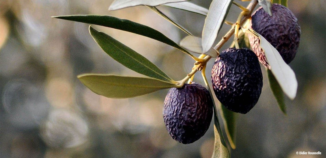 Olives Nyons